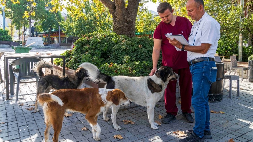 İzmir’de sahipsiz köpeklerin sayımı başladı