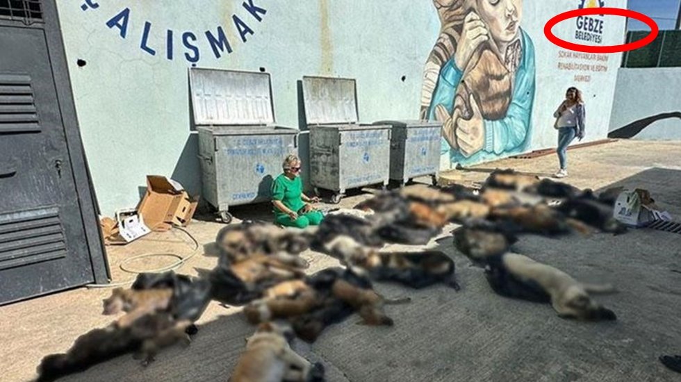 Su&ccedil;u sahipsiz hayvanlara, y&uuml;k&uuml; veteriner hekimlere yıkarak sorumluluklarınızdan kurtulamazsınız