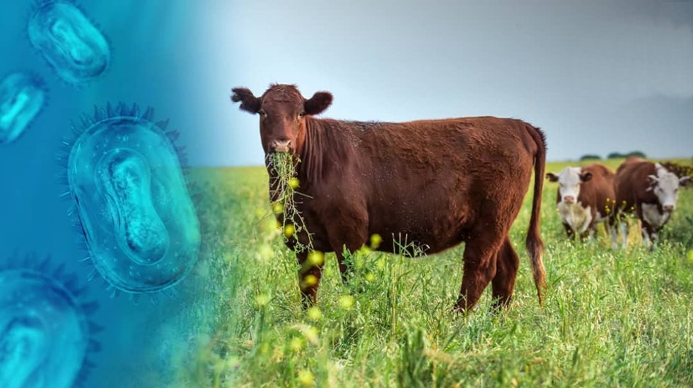 Bakan Memişoğlu: &ldquo;Zoonotik hastalıklara ilişkin vaka sayısının 50.856&rdquo;