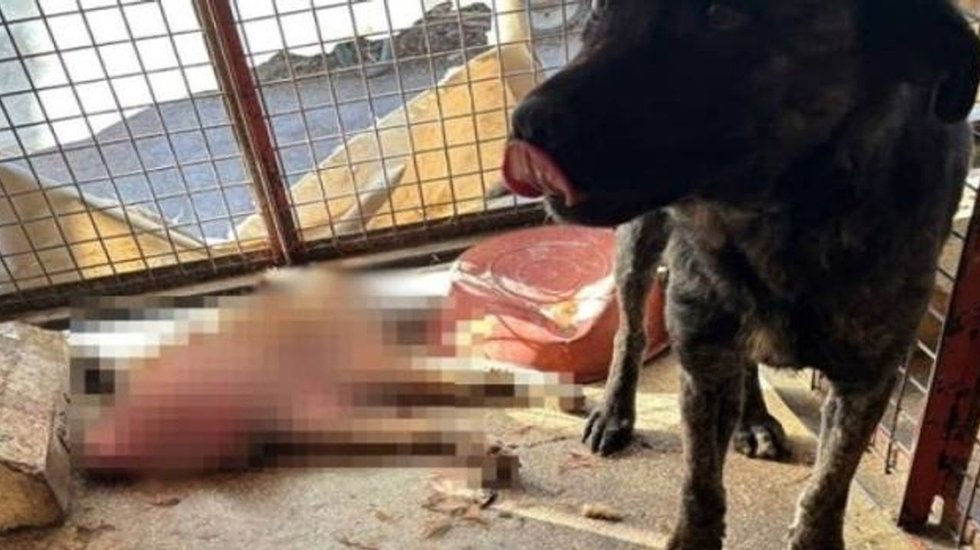 Hayvanseverler Mamak barınağında n&ouml;bet tutuyor