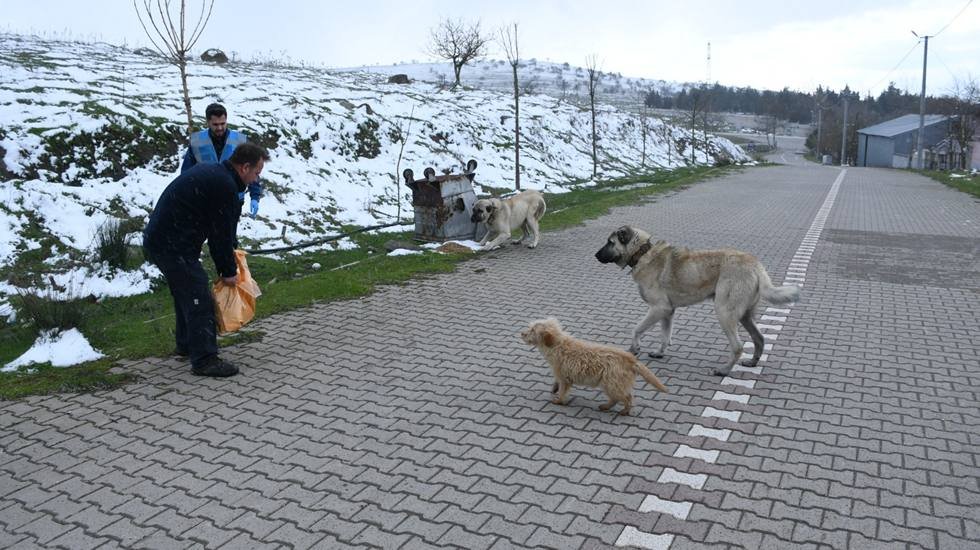 Balıkesir Büyükşehir'den kış boyunca sokak hayvanlarına mama takviyesi