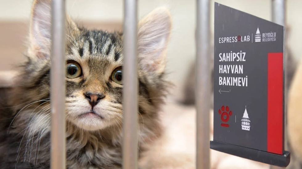 Beyoğlu’nda ‘Espressolab Sahipsiz Hayvan Bakımevi’ hizmete açıldı