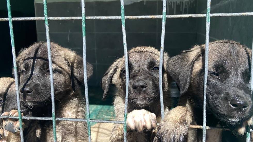 T&uuml;rkiye Geneli Belediye Hayvan Barınakları Raporu yayımlandı...