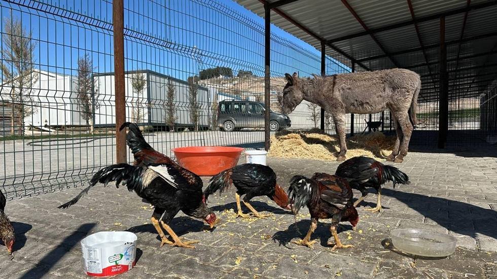 Adıyaman’da şehir merkezinde yaralı bir halde bulunan eşek tedavi altına alındı...