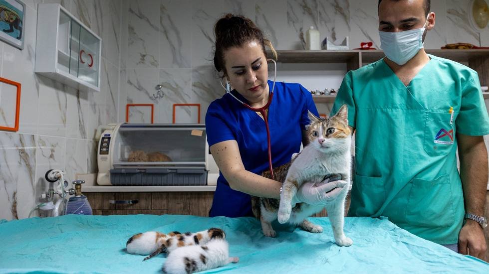Camide doğum yapan anne kedi ve yavrularını Büyükşehir koruma altına aldı