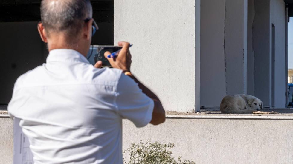 İzmir'in 11 ilçesinde 15 bin sahipsiz köpek tespit edildi...