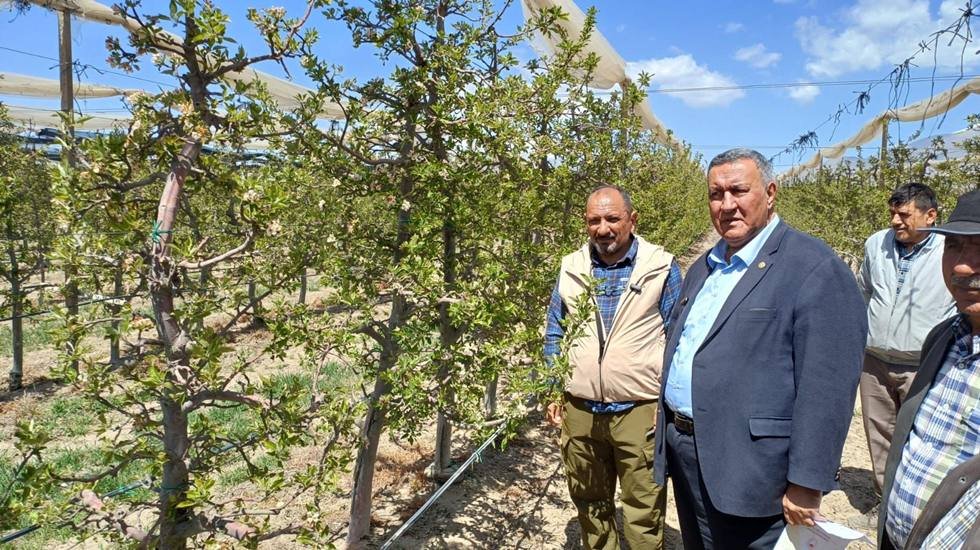 4 bin ton üretim yapan bahçede 100 ton üretim zor...