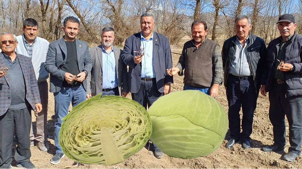 Zirai don, lahana üreticisini de vurdu…