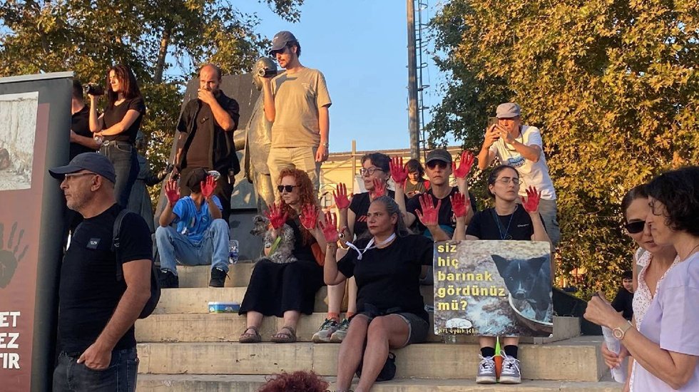 Yaşam hakkı savunucuları: “Sokak hayvanları için katliam normalleştirilmeye çalışılıyor”