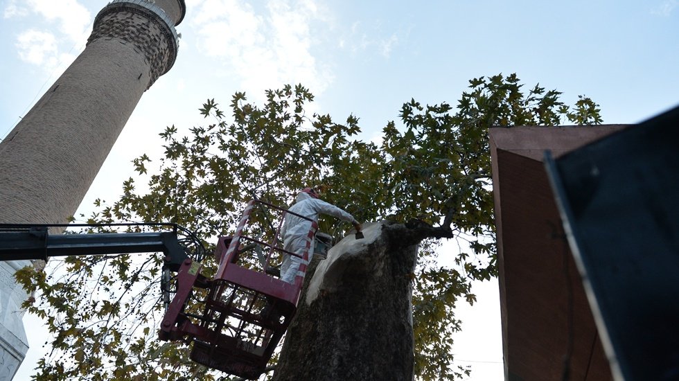 Asırlık çınar ağacı koruma altına alındı