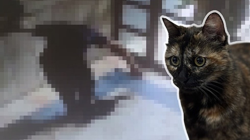 Kedi Cezve&rsquo;nin katilinin cezası belli oldu! Cezada indirim uygulanmadı.