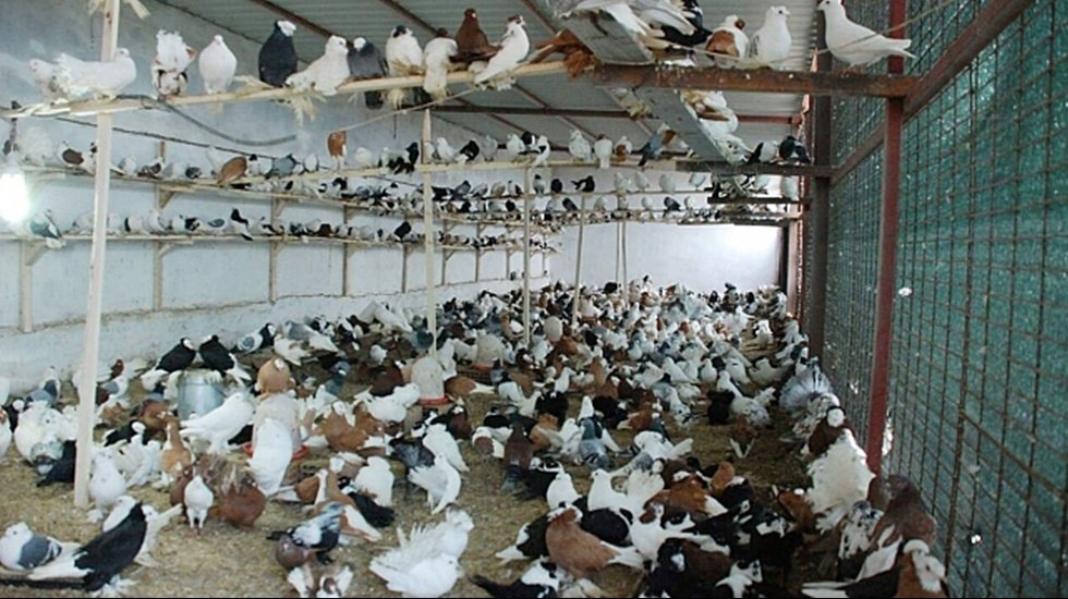 Masal değil ger&ccedil;ek! G&uuml;vercinlere haciz...