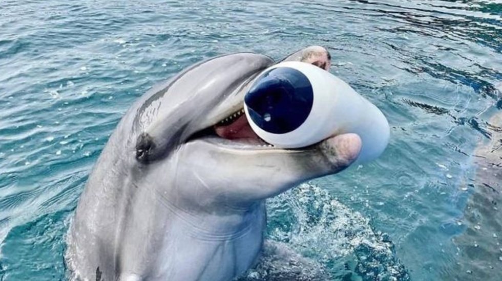 Yunus parkında yasadışı yunus &uuml;retimine su&ccedil; duyurusu