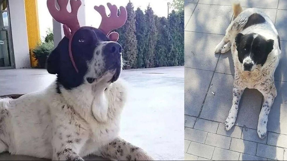 Matmazel'in &ouml;l&uuml;m raporu a&ccedil;ıklandı&hellip;